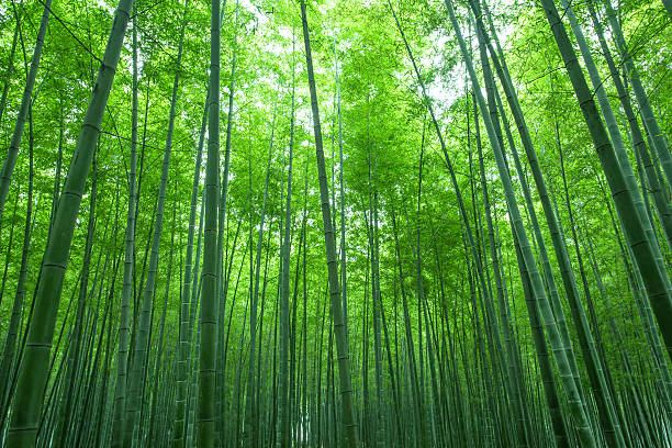 floresta de bambu - bamboo grove imagens e fotografias de stock