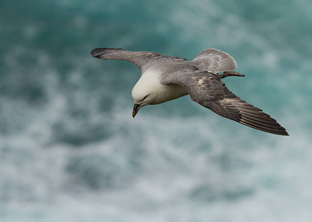 Northern Fulmar (Fulmarus glacialis) Northern Fulmar (Fulmarus glacialis) in flight, Scotland, UK fulmar stock pictures, royalty-free photos & images