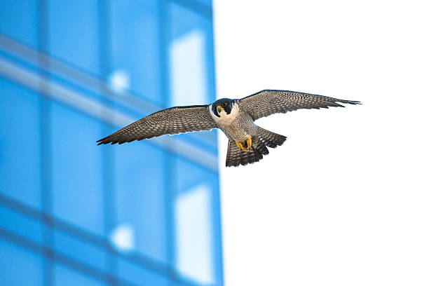 город falcon - peregrine falcon фотографии стоковые фото и изображения
