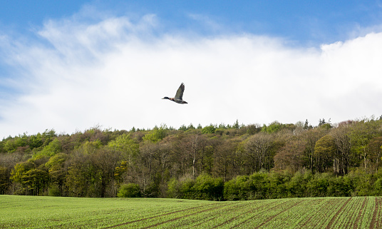 Duck flying over a newly budding wood and wheet field.