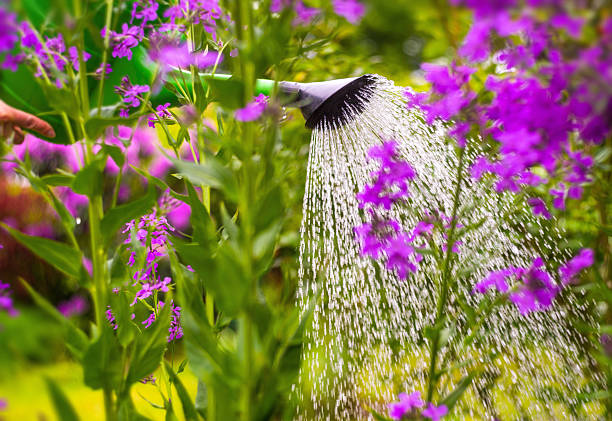 istock Watering flowers in garden 475935800