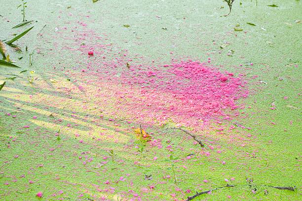 istock Syzygium malaccense petal on green duckweed 475938094