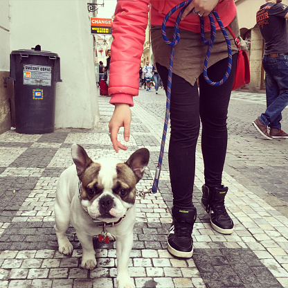 Prague, Czech Republic  - May 3, 2015: Woman walking her dog on Prague street