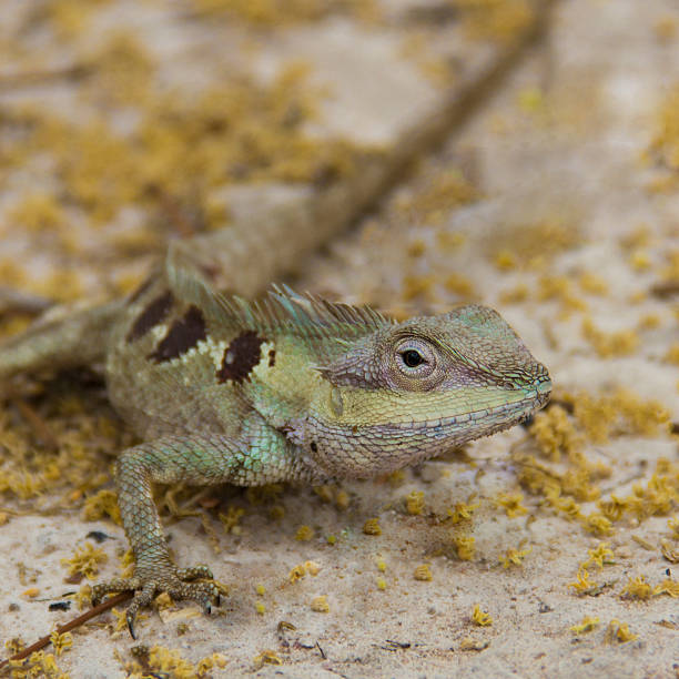 Life of small dragon in the forest.