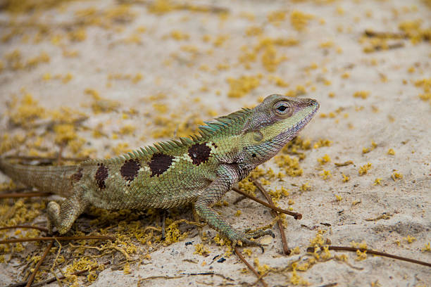 istock Life of small dragon in the forest. 475941065