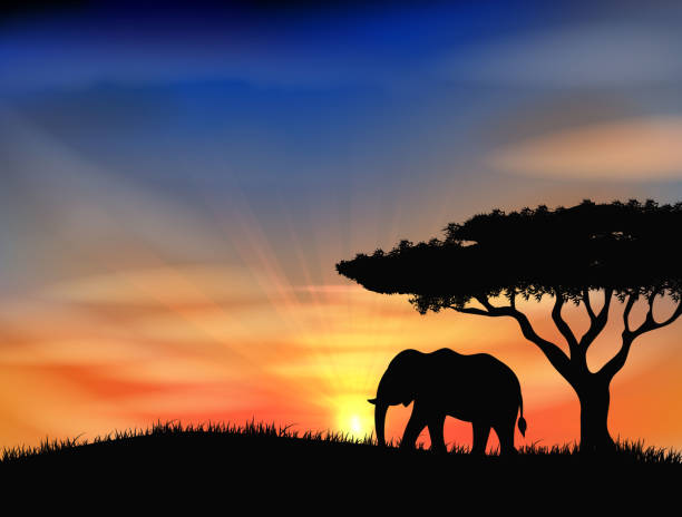 закат с слон  - backgrounds elephant illustration and painting india stock illustrations