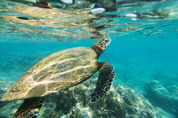 The hawksbill sea turtle (Eretmochelys imbricata)