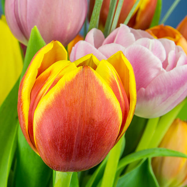 istock multicolored tulips on green background 475946248