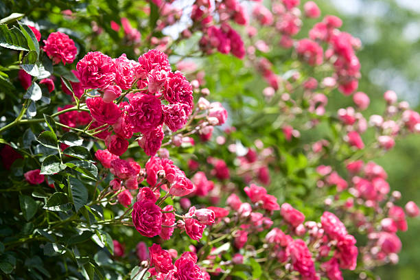 red rose vista - velvet rose flower thorn - fotografias e filmes do acervo