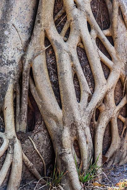 istock Close up of the root of the tree 475947556