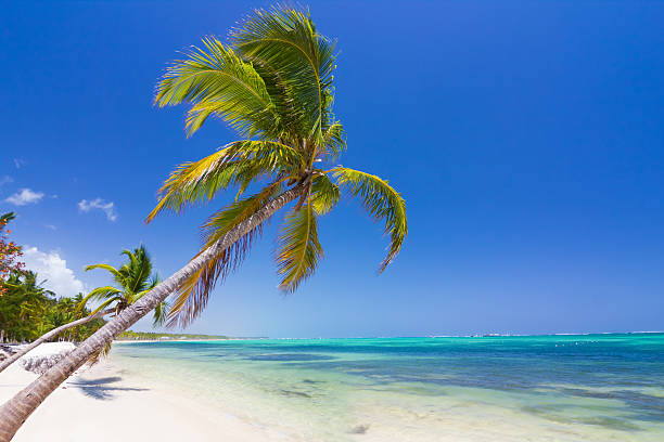 istock Tropical beach in Dominican Republic 475947604