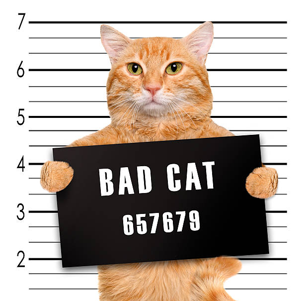 Cat holding a banner offender on white background. stock photo