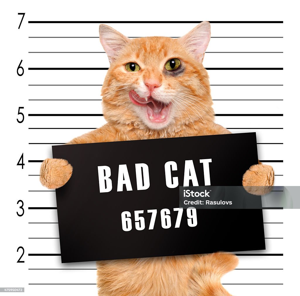 Bad Cat Stock Photo - Download Image Now - Domestic Cat, Prison, Prisoner -  iStock