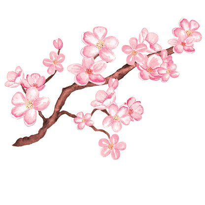 Watercolor branch blossom sakura, cherry tree with flowers isolated on a white background. Hand painting on paper
