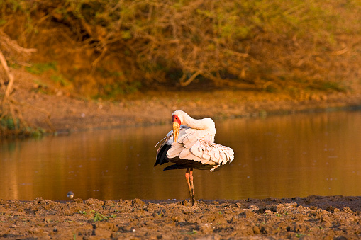 yellow billed stork in the riverbank on sunset, Kruger national park, South Africa