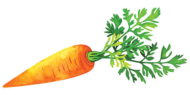 ilustrações, clipart, desenhos animados e ícones de aquarela cenoura, com salada de folhas verdes - carrot