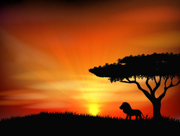 ilustrações de stock, clip art, desenhos animados e ícones de pôr do sol com velho leão - lion africa safari south africa