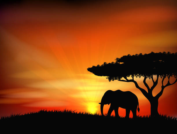 закат с слон - backgrounds elephant illustration and painting india stock illustrations
