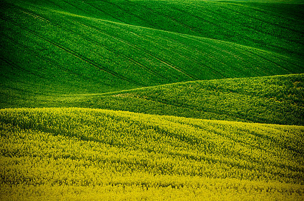 istock Rapeseed yellow green field in spring 475953742