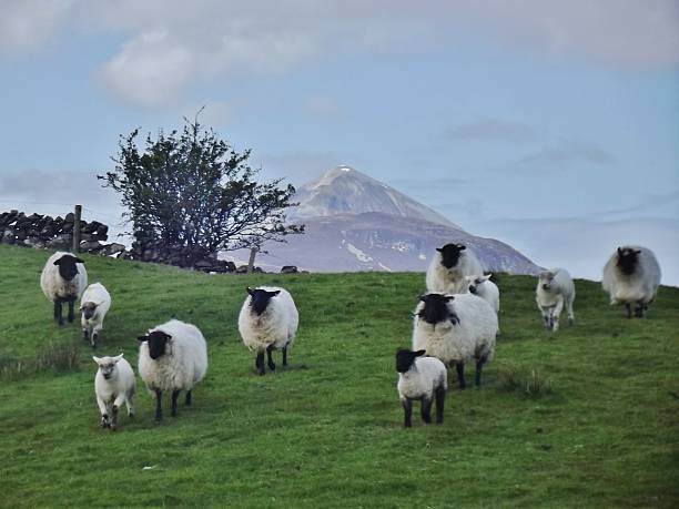 czas żywienia - croagh patrick zdjęcia i obrazy z banku zdjęć