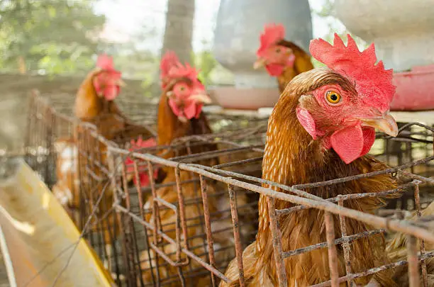 Photo of chicken farm