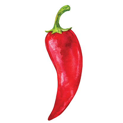 Watercolor vegetable red hot chili pepper closeup isolated on a white background. Hand painting on paper