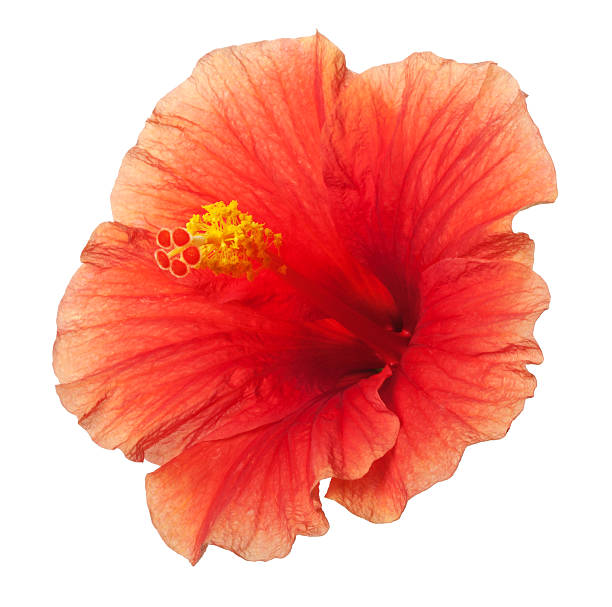 istock Orange Yellow Hibiscus Tropical Flower Isolated on White 475954672