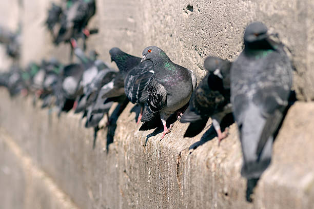 istock Pigeons in Istanbul, Turkey. 475958082