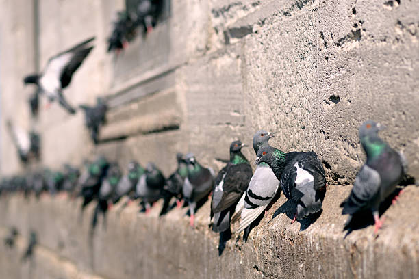 istock Pigeons in Istanbul, Turkey. 475958090