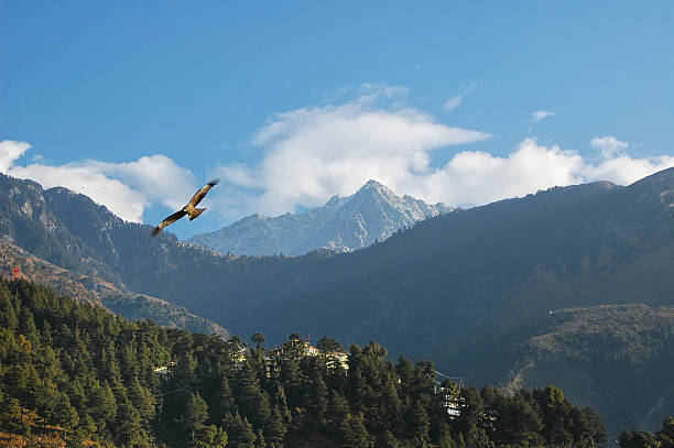 Eagle in the sky. Mountains and valleys postcard. Vally near the village of Bagsu, Dharamshala, North of India. himachal pradesh photos stock pictures, royalty-free photos & images