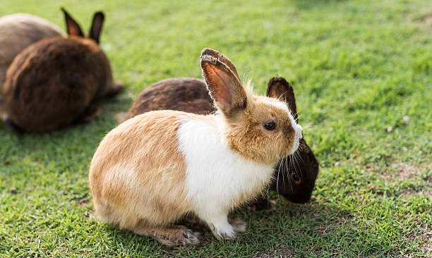 istock cute rabbits in garden 475958278