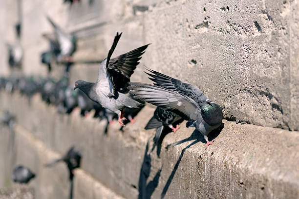 istock Pigeons in Istanbul, Turkey. 475958368