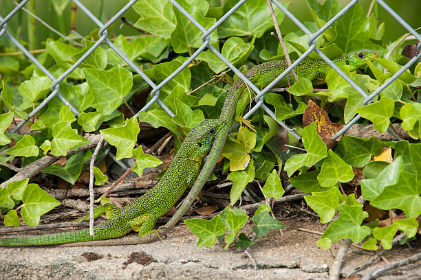 Two salamanders in the ivy #1915 stock photo