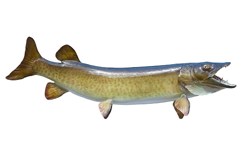 A spotted muskellunge or muskie isolated on a white background