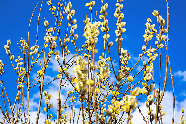 istock branches of a willow blossom in the spring 475961767