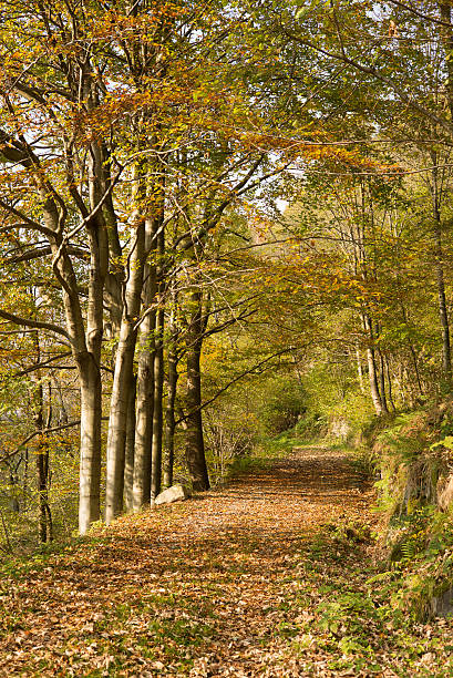 istock country road near rosazza 475961984