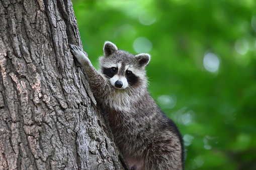A cute raccoon climbing a tree and posing for the camera. Green bokeh in the background. Toronto wild raccoon