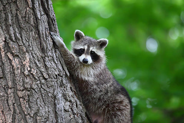 Raccoon climbing a tree looking at camera A cute raccoon climbing a tree and posing for the camera. Green bokeh in the background. Toronto wild raccoon racoon stock pictures, royalty-free photos & images