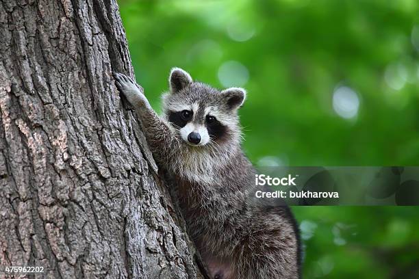 Raccoon Climbing A Tree Looking At Camera Stock Photo - Download Image Now - Raccoon, Canada, Portrait
