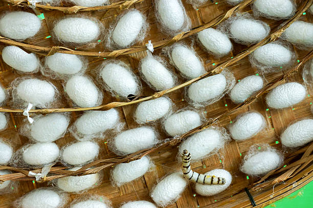 istock group of silk worm cocoons in nests 475962544