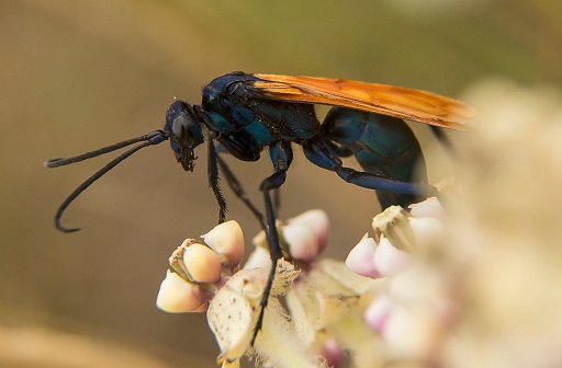 A Tarantula Hawk perches on a milkweed.