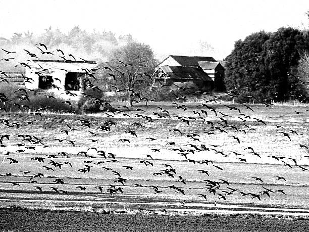 flock of birds flying over farm land in black and white