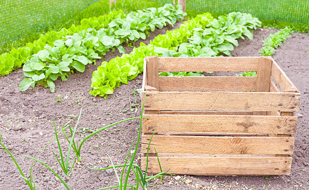 istock Empty wooden box in home garden. 475963674