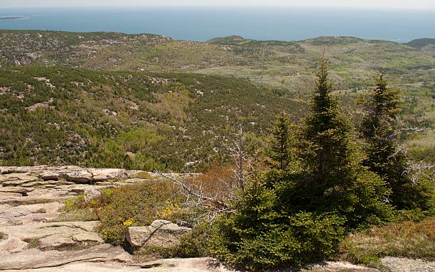 istock Pine Trees On The Rocky Maine Coast 475964312