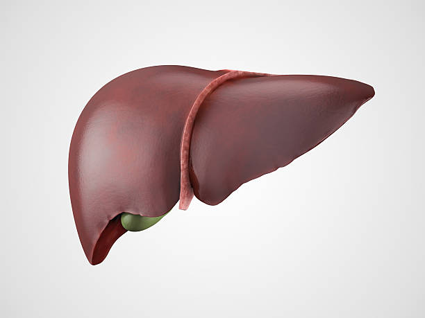 fegato umano illustrazione realistica - liver foto e immagini stock