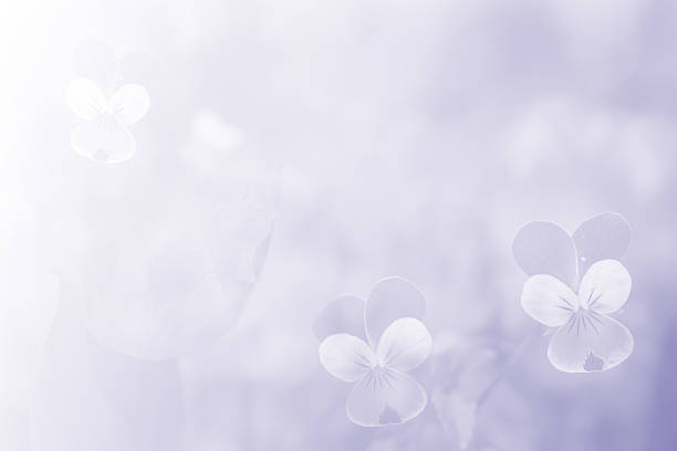soft blur flower with purple tone