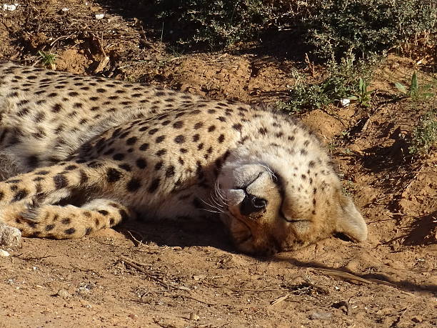 istock sleeping cheetah from south africa 475964694