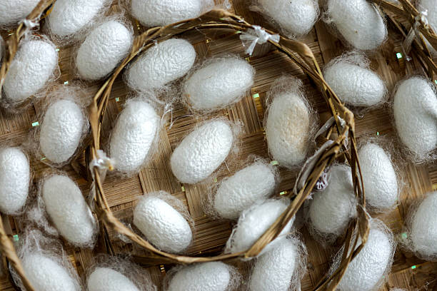 istock group of silk worm cocoons in nests 475964864