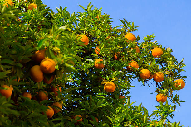 maduro naranjas - citrus fruit mandarin orange orange large group of objects fotografías e imágenes de stock