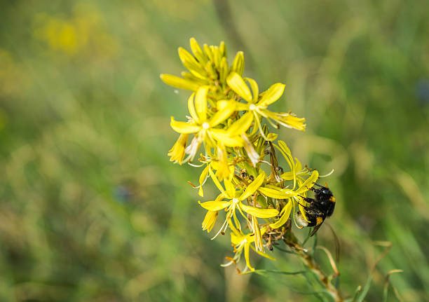 istock Insect collecting pollen on a yellow flower 475965366